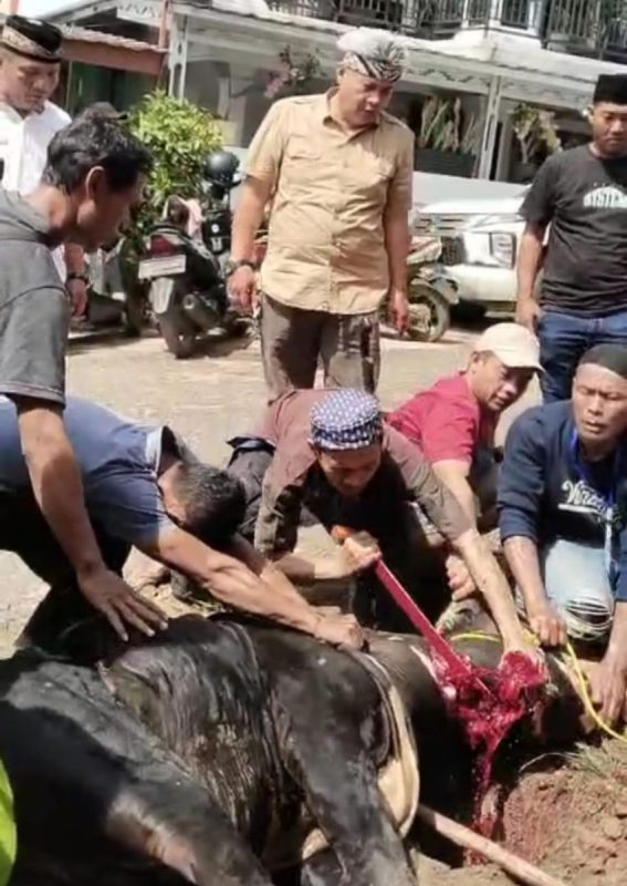 Berbagi Hewan Qurban Di Hari Raya Idul Adha 1446 H, Naproni Salurkan Seekor Sapi Untuk Masyarakat